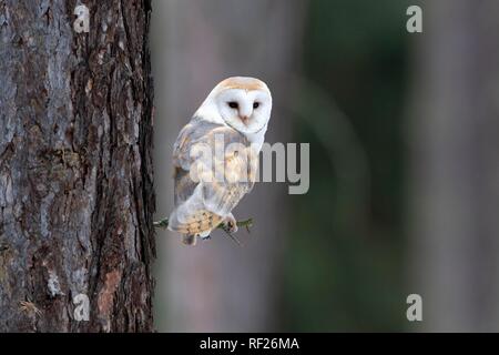 Gemeinsame Schleiereule (Tyto alba) sitzt auf Zweig, Captive, Pilsen, Tschechische Republik Stockfoto