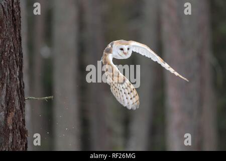 Gemeinsame Schleiereule (Tyto alba) im Flug, Captive, Pilsen, Tschechische Republik Stockfoto