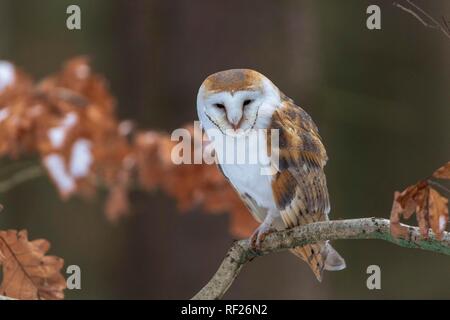 Gemeinsame Schleiereule (Tyto alba) sitzt auf Zweig, Captive, Pilsen, Tschechische Republik Stockfoto