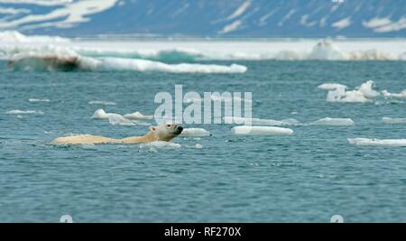 Eisbär (Ursus maritimus) schwimmt, in der norwegischen Arktis Svalbard, Norwegen Stockfoto