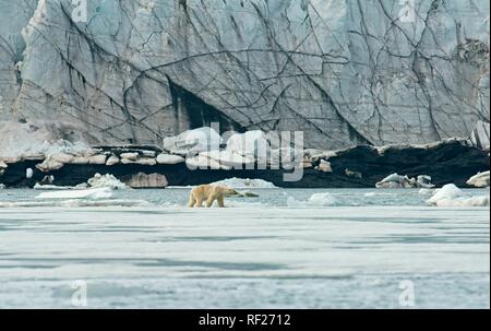 Eisbär (Ursus maritimus), laufen auf dem Eis Vor ein Gletscher in der norwegischen Arktis, Svalbard, Norwegen Stockfoto