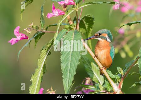 Eisvögel (Alcedo atthis), weiblich, sitzt auf Zweig der Springkraut (Impatiens glandulifera), Hessen, Deutschland Stockfoto