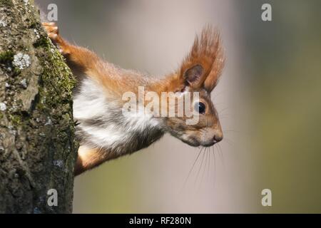 Eurasischen Eichhörnchen (Sciurus vulgaris) blickt hinter Baum, Tier Portrait, Hessen, Deutschland Stockfoto