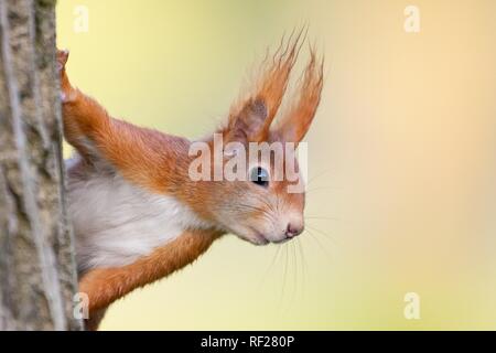 Eurasischen Eichhörnchen (Sciurus vulgaris) blickt hinter Baum, Tier Portrait, Hessen, Deutschland Stockfoto