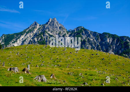 Österreich, Salzburg, Pinzgau, großen Muehlsturzhorn, abgeholzte Stockfoto