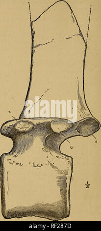 . Katalog der fossilen Reptilien und Amphibien im British Museum (Natural History)... Von Richard Lydekker... Reptilien, Amphibien, Fossil, Fossil. 240 DINOSAUKIA. Abb. 47.. Uns griech.-- Links laterale Aspekt einer Anterioren oder mittleren Brustwirbel; aus dem wealden der Isle of Wight. ^. b, Rib-Facette; zu, quer Prozess; z, postzygapophysis. (Aus der "Quart. Journ. Geol. Soc."). Bitte beachten Sie, dass diese Bilder aus gescannten Seite Bilder, die digital für die Lesbarkeit verbessert haben mögen - Färbung und Aussehen dieser Abbildungen können nicht Perfekt th ähneln extrahiert werden Stockfoto