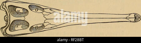 . Katalog der fossilen Reptilien und Amphibien im British Museum (Natural History)... Von Richard Lydekker... Reptilien, Amphibien, Fossil, Fossil. . Bitte beachten Sie, dass diese Bilder sind von der gescannten Seite Bilder, die digital für die Lesbarkeit verbessert haben mögen - Färbung und Aussehen dieser Abbildungen können nicht perfekt dem Original ähneln. extrahiert. British Museum (Natural History). Abt. der Geologie; Lydekker, Richard, 1849-1915. London, Gedruckt im Auftrag des Kuratoriums Stockfoto