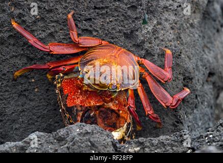 Red Rock Crab (Grapsus grapsus) versorgt einen Hummer, Insel Floreana, Galapagos, Ecuador Stockfoto