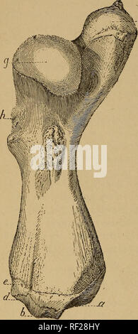 . Katalog der fossilen Reptilien und Amphibien im British Museum (Natural History)... Von Richard Lydekker... Reptilien, Amphibien, Fossil, Fossil. 26 CHELONIA. unterhalb der Ebene des Kopfes, und etwa auf der gleichen Ebene wie die ulnare Prozess. Ein obturator Foramen in alte Muster. Abb. 6.. Bitte beachten Sie, dass diese Bilder sind von der gescannten Seite Bilder, die digital für die Lesbarkeit verbessert haben mögen - Färbung und Aussehen dieser Abbildungen können nicht perfekt dem Original ähneln. extrahiert. British Museum (Natural History). Abt. der Geologie; Lydekker, Richard, 1849-1 Stockfoto