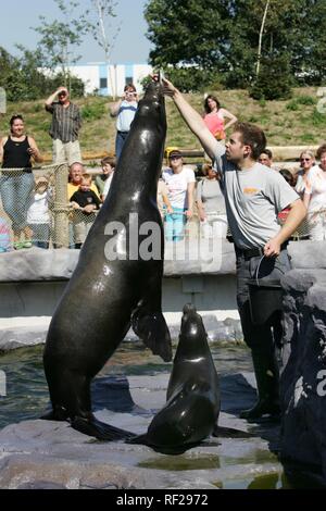 Steller- oder nördlichen Seelöwen (Eumetopias jubatus), ZOOM Erlebniswelt, modernen Zoo ohne Käfige in Gelsenkirchen Stockfoto