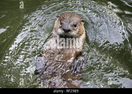 Nord - oder North American River Otter (Lutra canadensis), ZOOM Erlebniswelt Zoo, Gelsenkirchen, Nordrhein-Westfalen Stockfoto