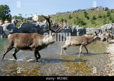 Rentiere (Rangifer tarandus oder Caribou) Spaziergang durch das Wasser an den Zoo ZOOM Erlebniswelt, Gelsenkirchen Stockfoto