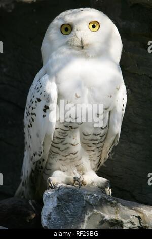 Snowy - oder arktischen Owl (Nyctea scandiaca), ZOOM Erlebniswelt Zoo, Gelsenkirchen, Nordrhein-Westfalen Stockfoto