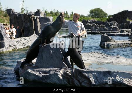 Steller- oder nördlichen Seelöwen (Eumetopias jubatus), ZOOM Erlebniswelt Zoo, Gelsenkirchen, Nordrhein-Westfalen Stockfoto