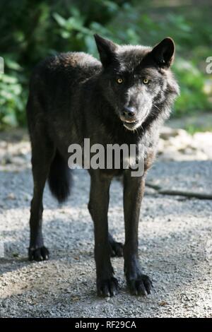 ZOOM Erlebniswelt Zoo, Gelsenkirchen, Nordrhein-Westfalen Stockfoto