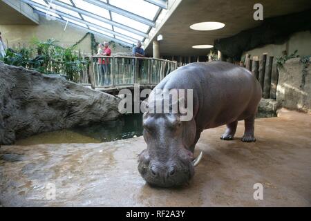 Flusspferd (Hippopotamus amphibius) ZOOM Erlebniswelt, modernen Zoo ohne herkömmliche Käfige in Gelsenkirchen Stockfoto