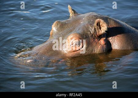 Flusspferd (Hippopotamus amphibius) Schwimmen bei ZOOM Erlebniswelt Zoo in Gelsenkirchen, Nordrhein-Westfalen Stockfoto