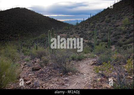 Die berühmten Saguaro Kakteen sind reichlich vorhanden auf dieser Sonoran Wüste Wanderweg in Tucson, Arizona. Stockfoto