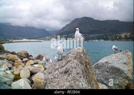 Hartlaub's Möwe, Chroicocephalus Hartlaubii, ist ein gemeinsamer Wohnsitz, vor allem um die Bereiche wie die von Hout Bay, Western Cape, Südafrika Stockfoto