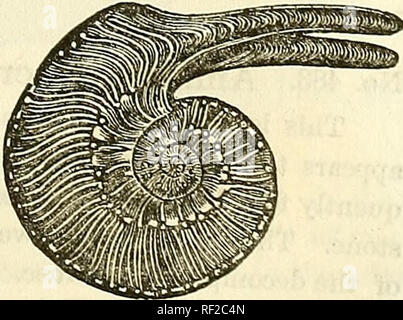 . Katalog von Abgüssen von Fossilien, von den wichtigsten Museen von Europa und Nordamerika, mit kurzen Beschreibungen und Abbildungen. Fossilien. . Bitte beachten Sie, dass diese Bilder sind von der gescannten Seite Bilder, die digital für die Lesbarkeit verbessert haben mögen - Färbung und Aussehen dieser Abbildungen können nicht perfekt dem Original ähneln. extrahiert. Bezirk, Henry A. (Henry Augustus), 1834-1906. Rochester, N.Y., Benton & Amp; Andrews, Drucker Stockfoto