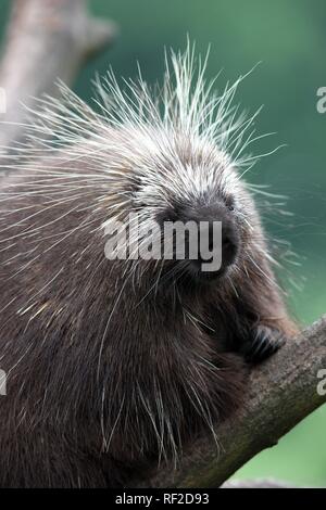North American Porcupine, Kanadische Porcupine (Erethizon dorsatum), in die Zoom Erlebniswelt, Zoo in Gelsenkirchen Stockfoto