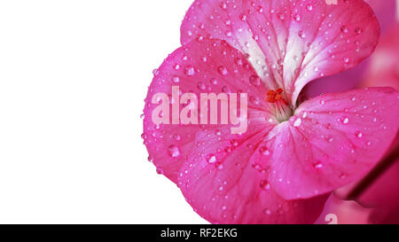 Rosa Geranien Blume auf einem weißen Hintergrund. Tropfen Tau oder Wasser auf die Blütenblätter einer Zimmerpflanze close-up. Platz kopieren Stockfoto