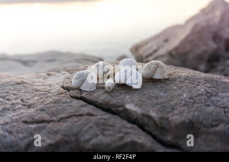 Schöne Muscheln am Felsen weiter auf den Sonnenuntergang am Meer Stockfoto