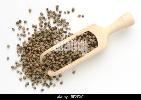 Keusch Baum oder Chasteberry oder Mönchspfeffer (Vitex agnus-castus), Samen, Heilpflanzen, Tee Stockfoto