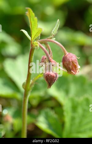 Wasser Avens oder Lila Avens (Geum Rivale), Heilpflanzen Stockfoto