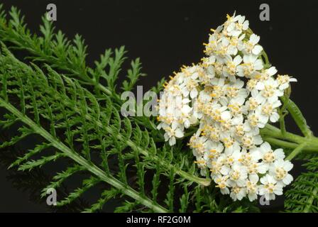 Schafgarbe (Achillea millefolium), heilkraut Stockfoto