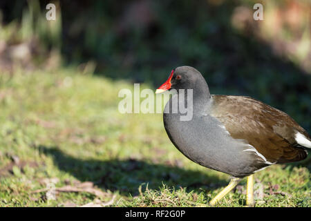 Nahaufnahme eines Sumpfhuhn (Gallinula chloropus) gehen über den Rahmen von rechts nach links Stockfoto