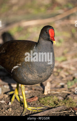 Nahaufnahme eines Sumpfhuhn (Gallinula chloropus) vorwärts gehen Stockfoto