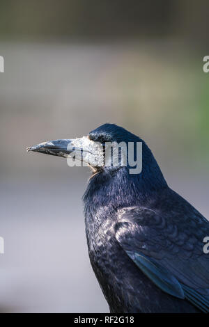 Nahaufnahme eines der Kopf einer Saatkrähe (Corvus frugilegus) starrt auf der linken Seite Stockfoto