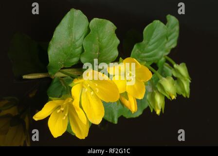 Schleichende Jenny, Moneywort, Kraut oder Twopence Twopenny Gras (lysimachia Nummularia), heilkraut Stockfoto
