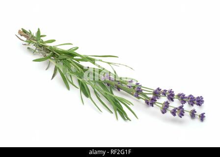 Gemeinsame oder Englischer Lavendel (Lavandula angustifolia, Lavendula Officinalis), Heilpflanzen Stockfoto