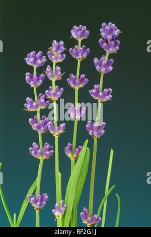 Gemeinsame oder Englischer Lavendel (Lavandula angustifolia, Lavendula Officinalis), Heilpflanzen Stockfoto