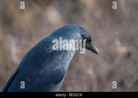 Nahaufnahme der Kopf einer Dohle (Corvus monedula) starrte Stockfoto