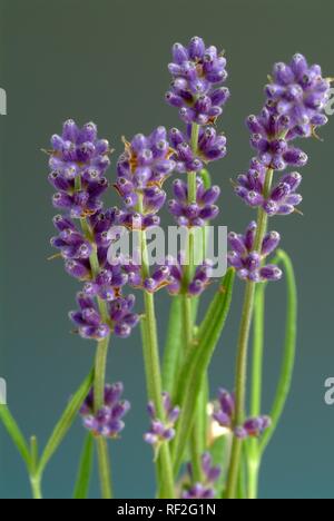 Gemeinsame oder Englischer Lavendel (Lavandula angustifolia, Lavendula Officinalis), Heilpflanzen Stockfoto