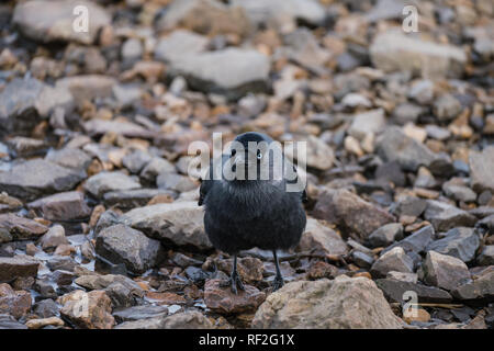 In der Nähe einer Dohle (Corvus monedula) auf einem Kiesstrand Stockfoto