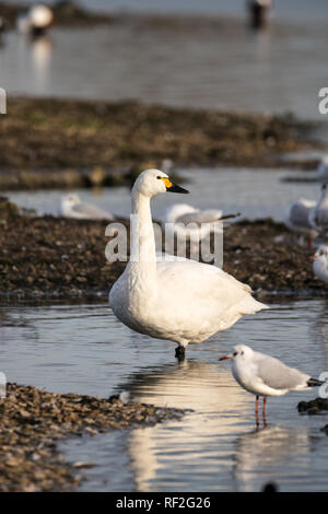 Bewick's Swan (Cygnus bewickii) stehen in untiefen Rückwärts suchen Stockfoto