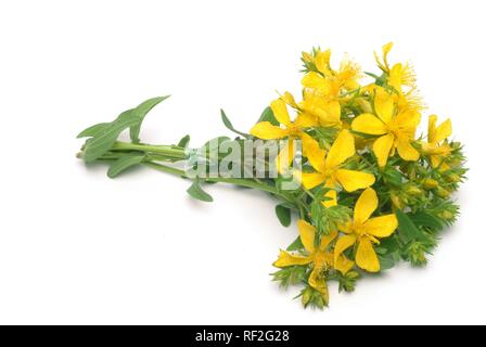 Johanniskraut oder Tipton Unkraut (Hypericum perforatum), heilkraut Stockfoto