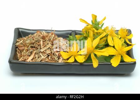 Johanniskraut oder Tipton Unkraut (Hypericum perforatum), heilkraut Stockfoto