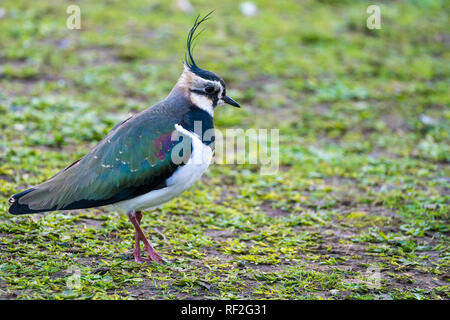 Kiebitz (Vanellus vanellus) in der Nähe, im Profil nach rechts Stockfoto