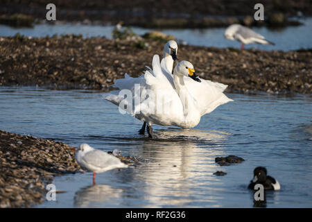 Zwei Zwergschwäne (Cygnus columbianus) stehen in untiefen Stockfoto