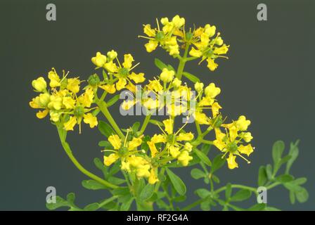 Gemeinsame Rue oder Kraut der Gnade (Ruta graveolens), Heilpflanze, Spice Stockfoto