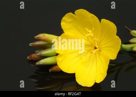 Gemeinsame Nachtkerzenöl oder Evening Star (Oenothera biennis), heilkraut Stockfoto