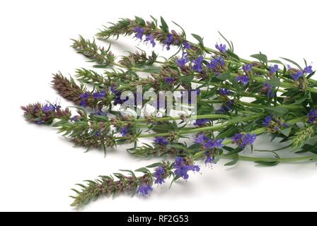 Kraut Ysop (Hyssopus officinalis), Heilpflanzen Stockfoto