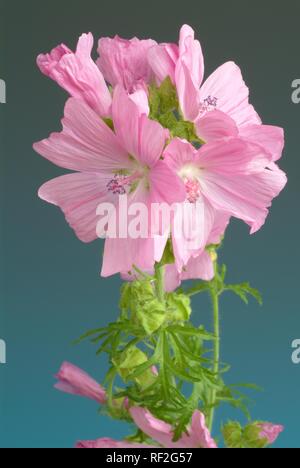 Musk-Mallow (Malva moschata), Heilpflanzen Stockfoto