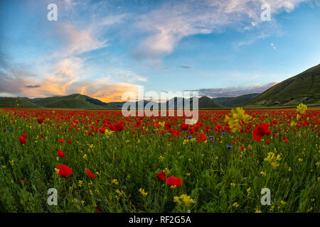 Italien, Umbrien, Sibillini Nationalpark, blühenden Blumen und Linsen auf Piano Grande di Castelluccio Di Norcia Stockfoto