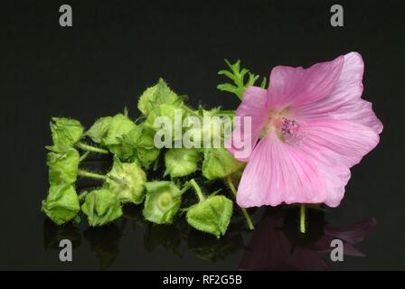 Musk-Mallow (Malva moschata), Heilpflanzen Stockfoto